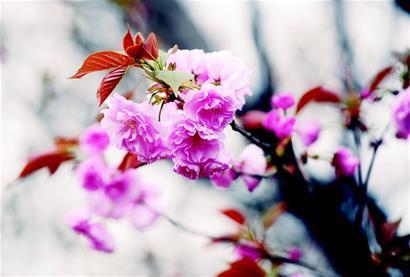 四年级关于杜鹃花的手抄报 四年级手抄报