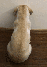 拉拉:汪汪错了,下次不敢了,麻麻别生气了好吗?