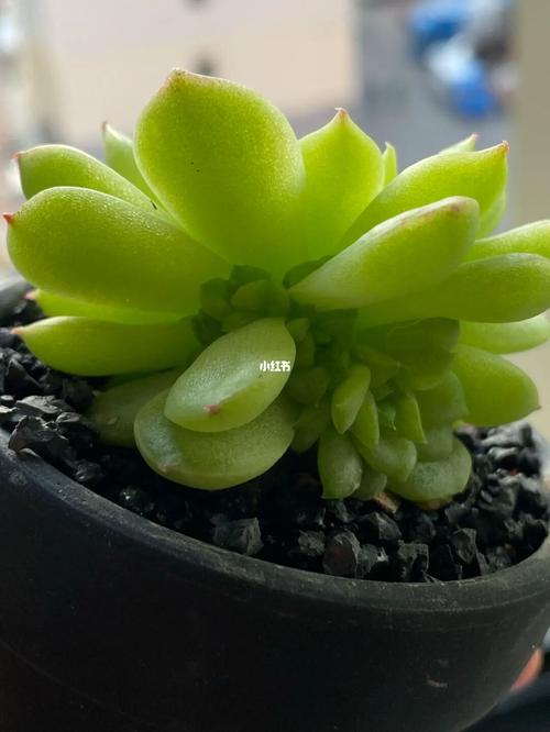 麦秆 多肉_多肉植物_家居家装_家居装饰_花艺