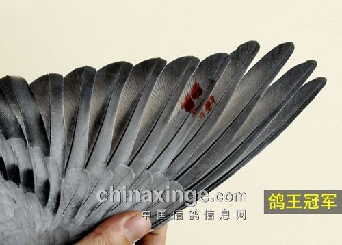 幼鸽副羽比主羽长是什么情况
