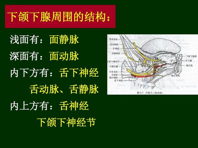 局部解剖学-头颈部ppt