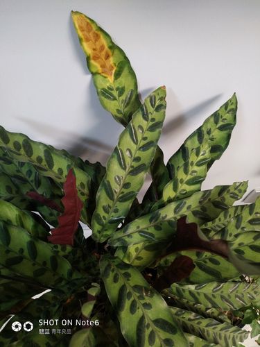 猫眼竹芋叶子发黄枯萎怎么办