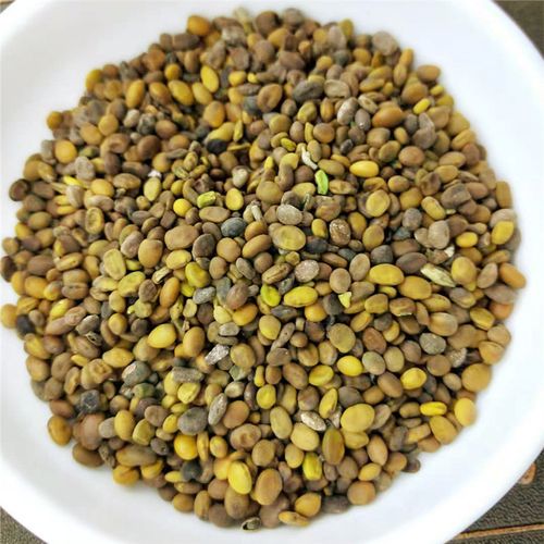 中药材 苦豆子 苦马豆 羊尿泡 马皮泡 产地货源 承接订单