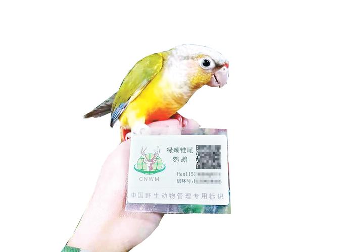 养殖鹦鹉不再违法河南超150万只鹦鹉有了合法身份领到身份证的鹦鹉