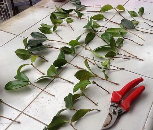 新手扦插茶花,记住1个"笨办法",四季能操作,简单易成活