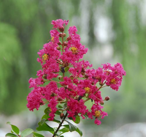 泰安百日红价格,泰安百日红批发,泰安百日红行情