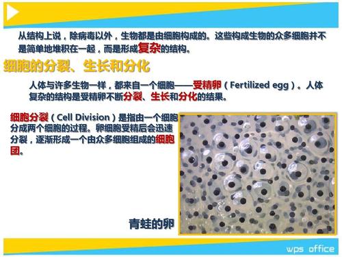 这些构成生物的众多细胞并不 是简单地堆积在一起,而是形成复杂的结构