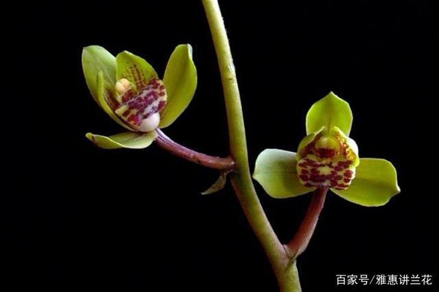 为何没有适合新手养殖的蕙兰荷瓣品种?雅惠给你分析