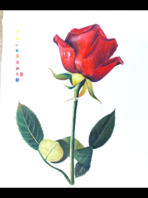 你学残了美_彩铅_玫瑰花_铅笔_辉柏嘉怎么样_铅笔画_兴趣爱好_绘画