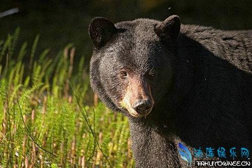 狗熊的舌头有倒刺吗?狗熊舌头上的倒刺有什么用?