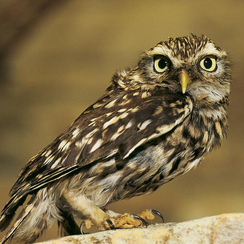 当之无愧的"夜猫子"!夜生活丰富的鸟——鸮