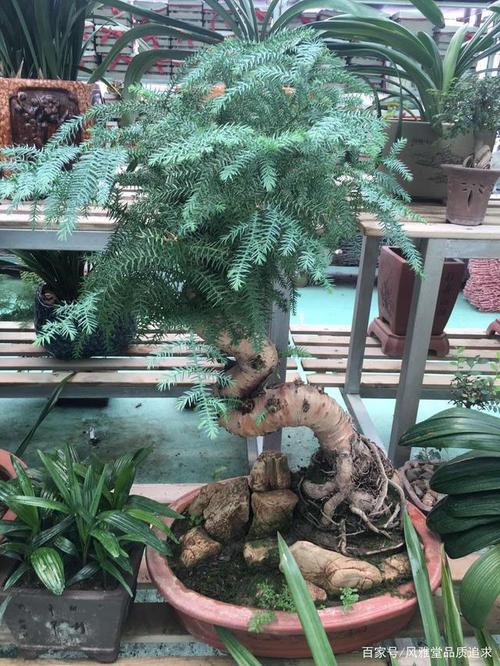 澳洲杉:它摆放的两大规矩,您真的懂吗?