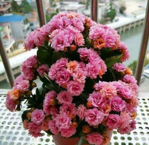 冬天养长寿花,掌握"3避4要",叶片肥绿,开出层叠群花!
