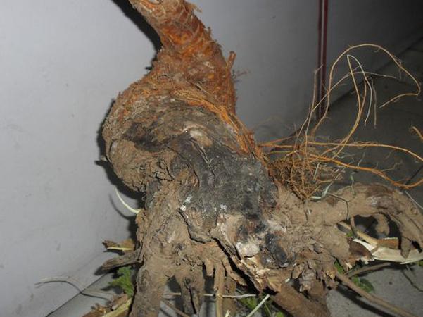 桑树根的作用与功效