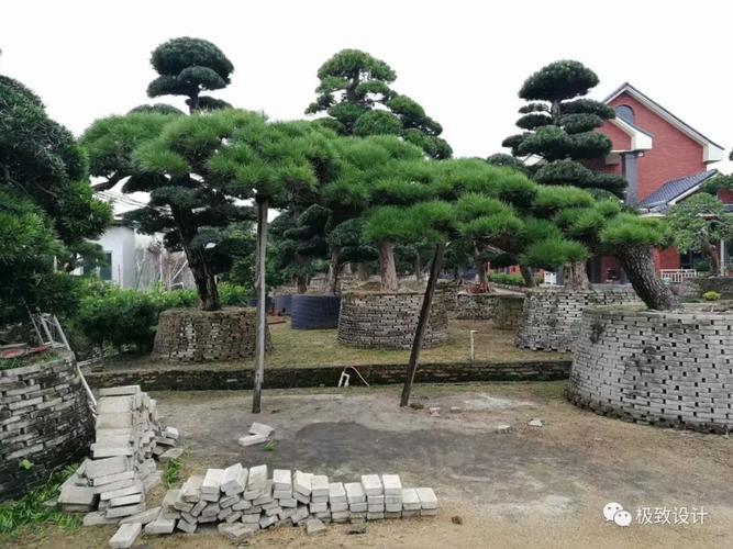 为什么中国官员商人文人都爱罗汉松 : 罗汉松的风水寓意:长寿,富贵