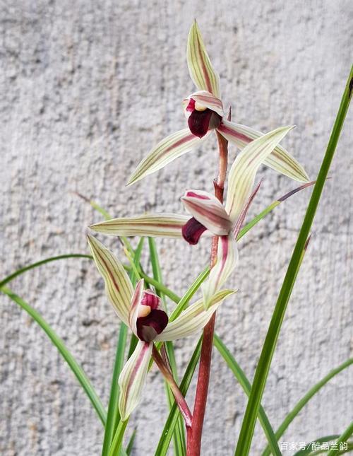 莲瓣兰中颜色艳丽,花香四溢的品种—碧龙红素
