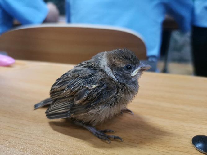 小雏鸟,之后放屋外面就没了