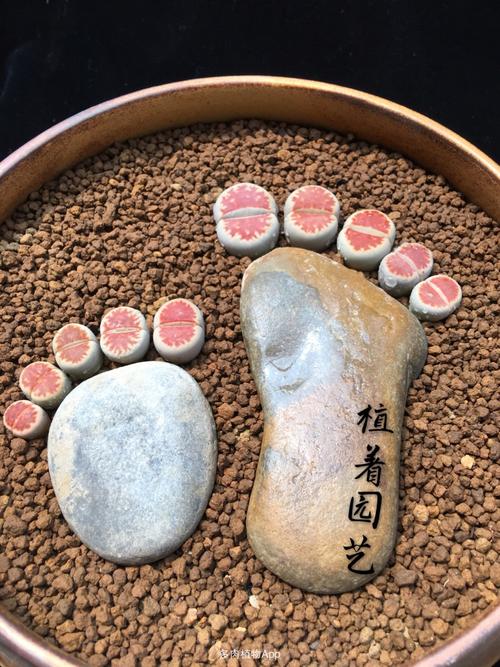 植着园艺～强迫症的福音来了[表情7]亲子脚丫,嘿嘿……[表情10]