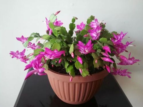 除了三角梅长寿花蟹爪兰