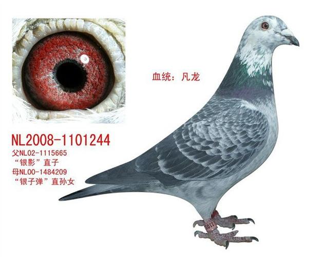 信鸽在线拍卖平台 - 中国信鸽信息网