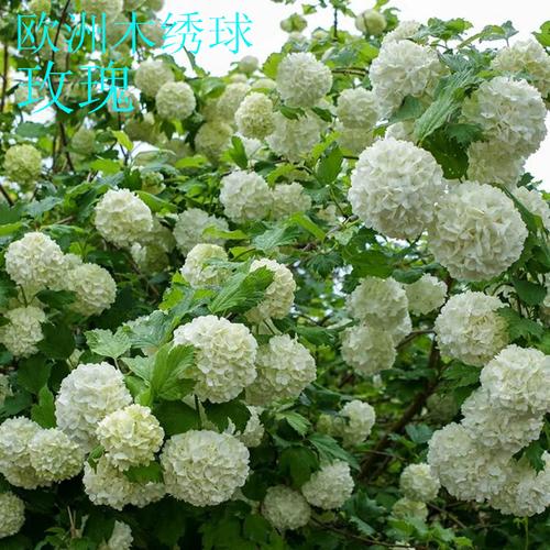 欧洲木绣球玫瑰石灰灯香草草莓粉色贝拉安娜热门盆栽小苗