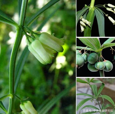 表 1 黄精,滇黄精,多花黄精的性状区别 黄精的药用价值