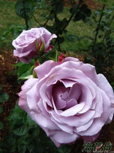 蓝色尼罗河(blue nile)月季