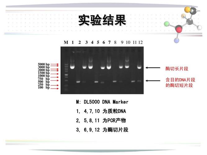 质粒dna提取原理,步骤,凝胶电泳分析及其应用ppt