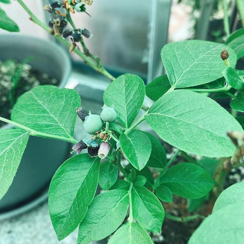 求助我的蓝莓苗结果后叶子蔫了