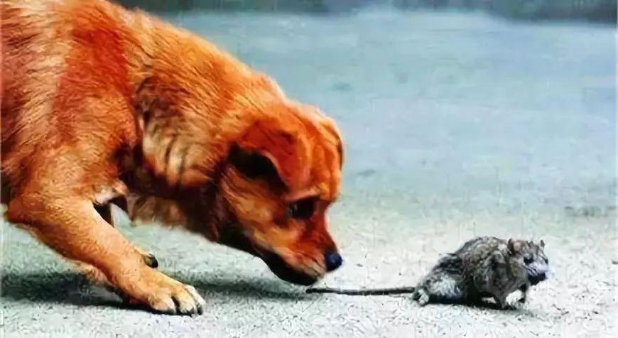 求解丨"狗捉老鼠多管闲事"这句话,究竟是谁说的?