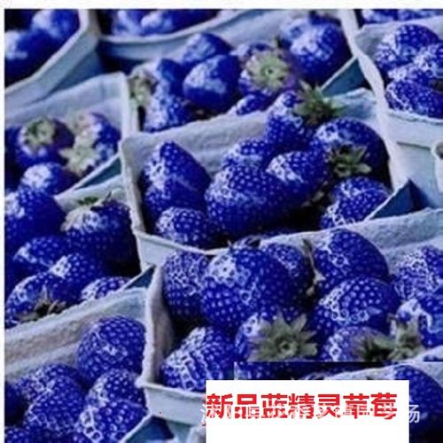 新攀援草莓 菠萝蜜 牛奶草莓 黑巴克草莓 草莓种子当年结果包技术