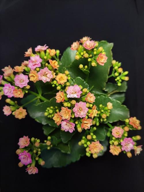 正在开放|长寿花_金狐狸怎么样_奶油_家居家装_家居装饰