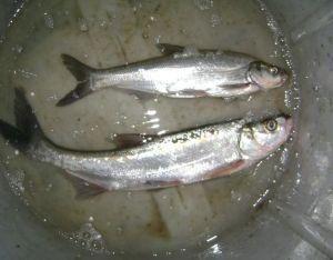 翘嘴鱼和白条鱼的不同