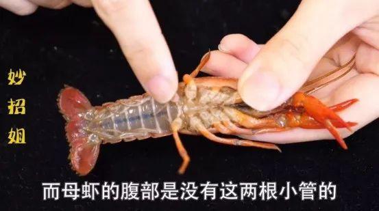 成熟的母虾确实会有卵 但是还是比较少的