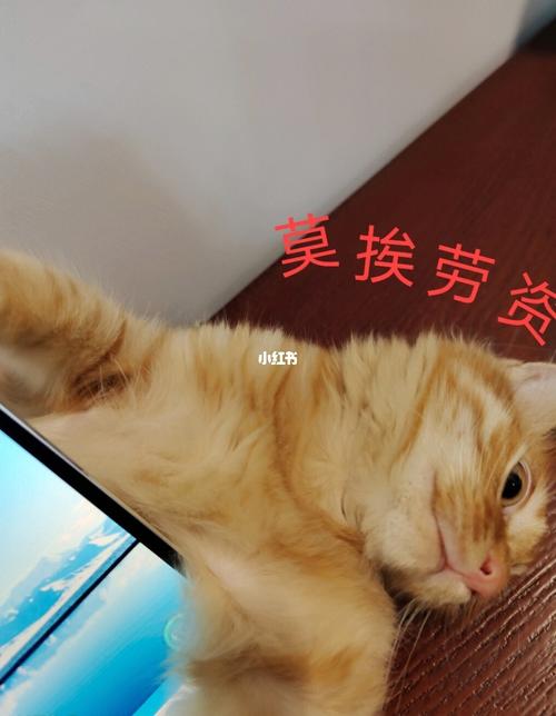 家里有个粘人精怎么办_宠物_表情包_我家宠物好可爱_宠物_猫