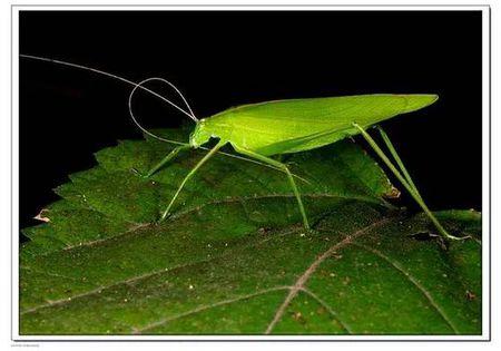 一种头很像蚂蚱,但翅膀像树叶,绿色的昆虫叫什么