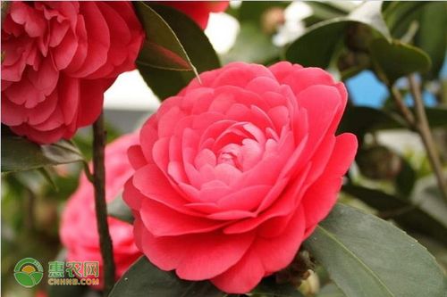 山茶花也被称为无头花的原因是什么?禁忌是什么?