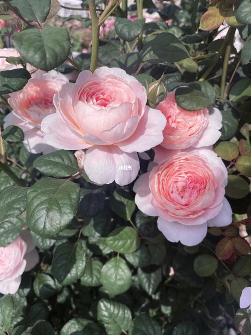 瑞典女王 月季_月季_家居家装_家居装饰