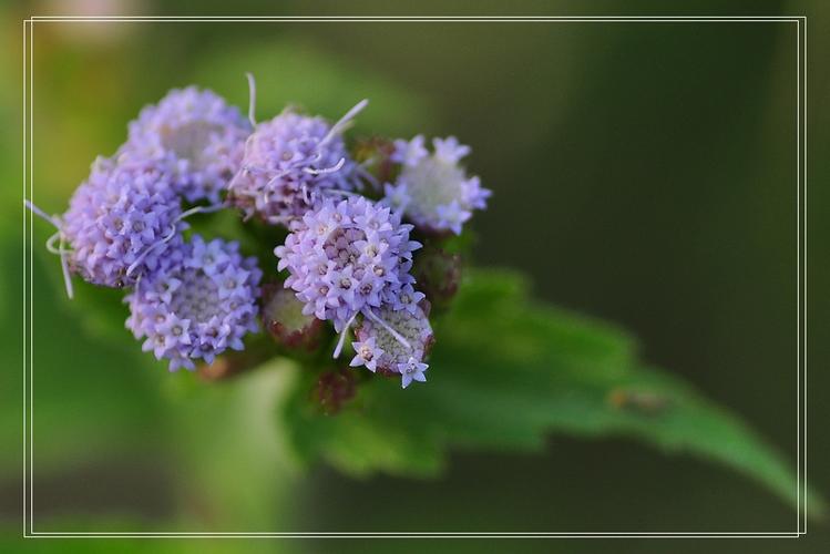 紫色鱼花草(藿香蓟)