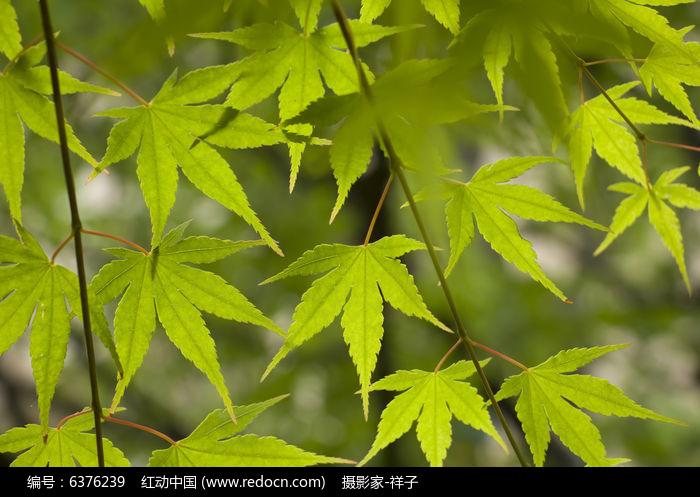 夏天的槭树叶