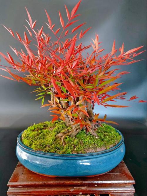 家里养盆南天竹,古色古香风韵佳,红红火火美不胜收