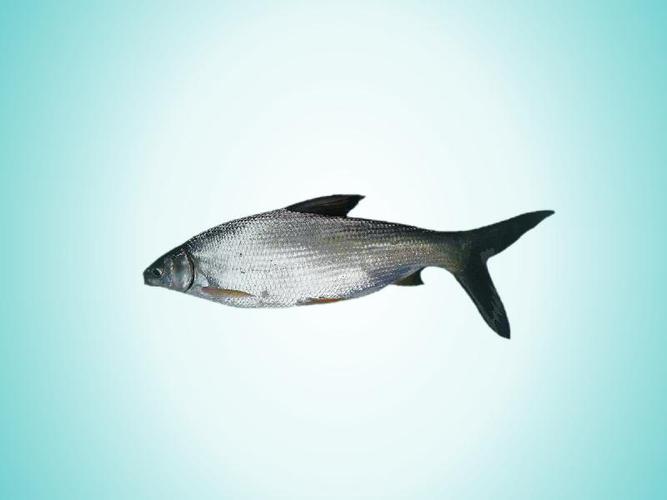 鲴鱼,体侧扁,长30厘米左右,口小.生活在河流,湖泊中.吃藻类和