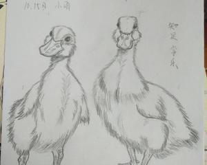 速写练习可爱的小鸭子