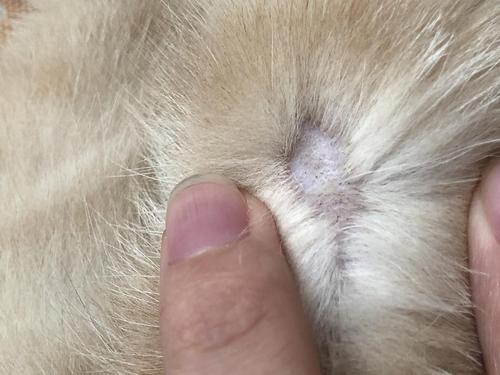 求问猫咪这是毛囊炎还是猫藓