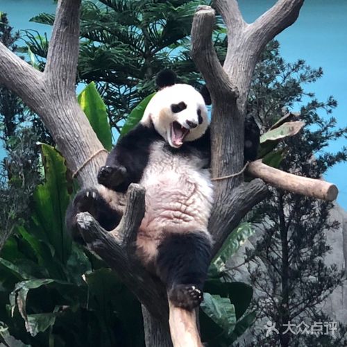 河川生态园景点 大熊猫馆图片-北京主题乐园-大众点评
