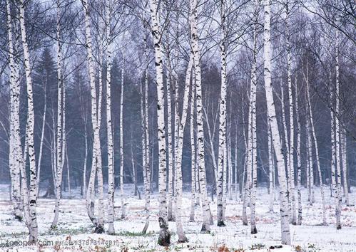 树林树木雪地里的一片白桦林高清桌面图片