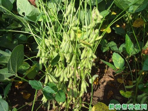 吉育95号大豆品种好不好