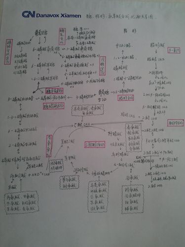 生化代谢关系图