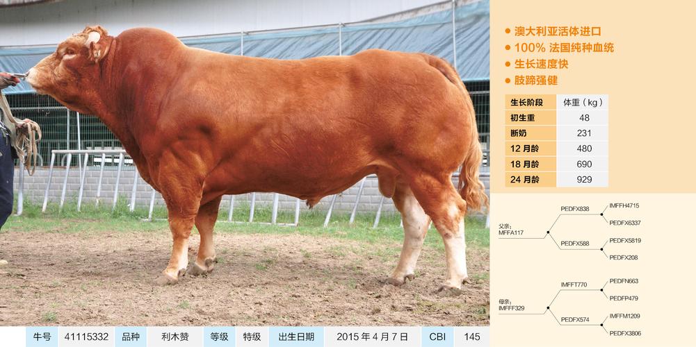 鼎元种牛 鼎元生物 河南鼎元利木赞 牛冻精 41115332