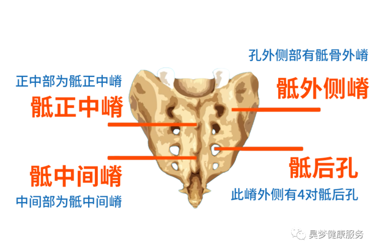 连载(十一)神秘的骶骨
